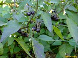 Image result for Solanum cyaneopurpureum