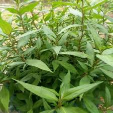 Banyak khasiat daun kesum atau cenohom. Perawat Islam Daun Kesum Daun Kesum Kebiasaannya Digunakan Dalam Masakan Seperti Laksa Dan Asam Pedas Di Malaysia Tahukah Anda Daun Kesum Mempunyai Khasiat Yang Tinggi Untuk Kesihatan Daun Kesum Mrngandungi