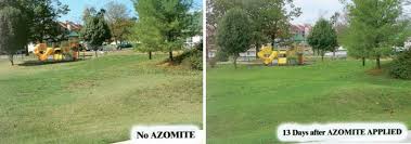 Use azomite® at the rate of 1 lb. Azomite Before And After Photos Greenpro Texas Garden Plants Soccer Field Plants