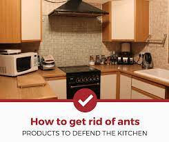 Essential oils are a natural solution to getting rid of ants in your kitchen, or anywhere else around the house. Best Ant Killers For The Kitchen 2021 Edition Pest Strategies