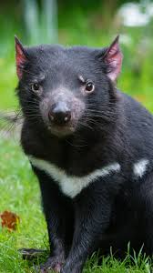 Scroll to view full long press wallpaper to save. Tasmanian Devil 1080x1920 Iphone 8 7 6 6s Plus Wallpaper Background Picture Image