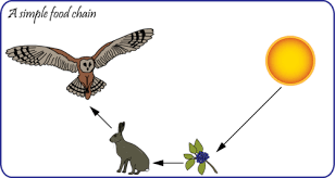 This happens when creatures may follow more some animals eat plants and some animals eat other animals. A Simple Food Chain Science Foodchain Simple Food Chain Food Web Food Chain