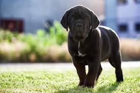 Una dieta con il giusto livello di antiossidanti, inoltre, aiuta lo sviluppo del sistema immunitario del nostro cane corso. Cane Corso Caratteristiche Della Razza E Come Prendersene Cura Insalute