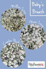 Choose Million Star For A Million Tiny Blooms New Love For Larger And Fluffier Blooms Or Opt For A Com Bridal Shower Flowers Bridal Shower Chair Babys Breath