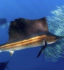 Image result for sailfish