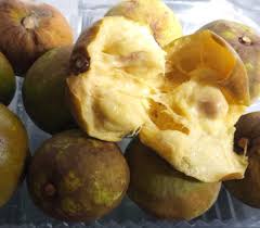 Image result for Pouteria pseudoracemosa