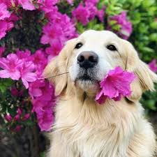 𝓓𝓻𝓲𝓲𝔂𝓽𝓫𝓻 adli kullanicinin pets panosundaki pin yavru kopek kopek hayvan