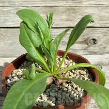 Image result for Aeollanthus subacaulis