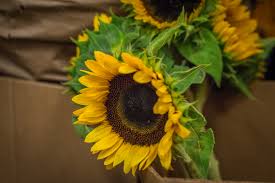 Maybe you would like to learn more about one of these? Major Wholesale Florist Manhattan Sideways