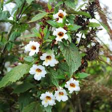 Image result for Mimulopsis