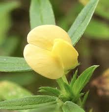 Image result for Stylosanthes