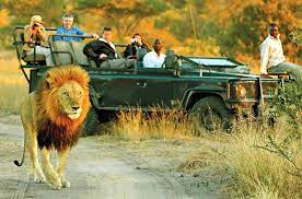 4.91 out of 5 stars. Best African Safari Tours Tim Brown Tours