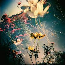 my cosmos 花漾 nature modlily lomography
