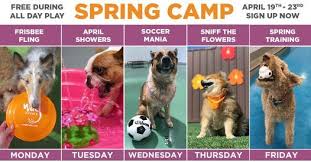 Hours may change under current circumstances Spring Camp For Dogs At Wag Hotels Wag Hotels Hollywood Los Angeles 19 April 2021