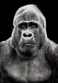 Melissa Helene Fine Arts And Photography Scratchboard Scratchboard Artists Scratchboard Art