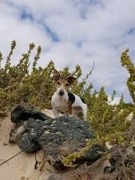 Liebe Ruhige Kleine Jack Russell Hundin Sucht Neues Zuhause In Stuttgart Hedelfingen Hunde Neue Wege Neues Zuhause