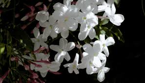 Image result for Jasminum stenolobum