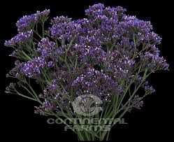 Image result for Limonium