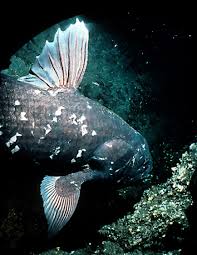 Image result for Coelachne