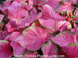 Check spelling or type a new query. Caladiums