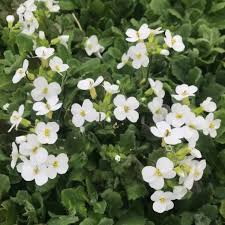 Image result for Arabis