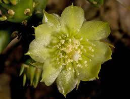 The cactus has thick and sharp spines can reach a. Vascular Plants Of The Gila Wilderness Cylindropuntia Leptocaulis