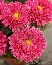 Chrysanthemum Pink In Bloom In Autumn In Season Chrysanthemum Flower Birth Flowers November Birth Flower