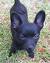 Short Hair Pomeranian Chihuahua Mix
