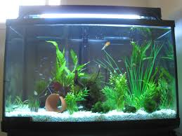 My Veil Tailed Betta Fish Tank Fish Tank Decorations Betta Aquarium