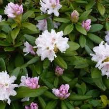 Rhododendron Cunningham S White In The Rhododendrons Database Garden Org Plants Rhododendron Bloom