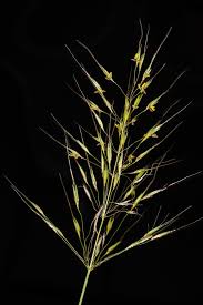 Image result for Chrysopogon