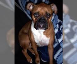 Browse aussie breeders in pa, as well as indiana, new york, ohio. Boxer Puppies For Sale In Pennsylvania Usa Page 1 10 Per Page Puppyfinder Com