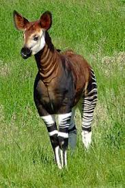 The Forest Giraffe The Only Known Living Relative Of The Giraffe The Okapi Johnstoni Of Central Africa Looks Like Animals Rare Animals Interesting Animals