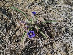 Image result for Aptosimum lineare