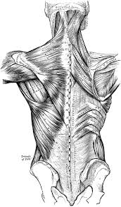 Choose any of 4 images and try to draw it. Human Torso Anatomy Drawing Novocom Top