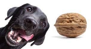 Maybe you would like to learn more about one of these? Can Dogs Eat Walnuts When Are Walnuts Toxic To Dogs And Why Can Dogs Eat Dog Eating Dogs