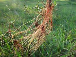 Image result for Cuscuta abyssinica