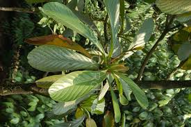 Image result for Beilschmiedia michelsonii