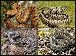 Vipera Berus Bosniensis Common Names Balkan Cross Adder Bosnian Viper Vipera Berus Bosniensis Is A Venomous Viper Subspecie Balkan Peninsula Snake Viper