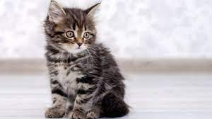 We did not find results for: Arti Mimpi Tentang Kucing Burung Lebah Dan Gajah