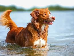 Image result for nova scotia duck tolling retrívr