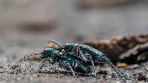 Image result for Dicranopteris elegantula