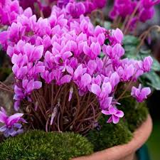Image result for cyclamen