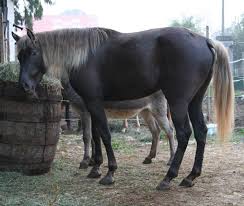 Jubilee Jument Chocolat Rocky Mountain Horse Jument Cheval