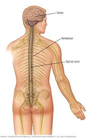 The erector spinae muscles, or spinal erectors, line your spinal column from the lower to the upper back. Spinal Cord Tumor Symptoms And Causes Mayo Clinic