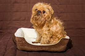 Despite the name, it has no verified historic or scientific connection to the island of malta.: Broodle Griffon Brussels Griffon Poodle Mix Info Pictures Traits
