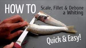 How To Scale Fillet And Debone A Whiting Youtube