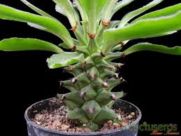 Image result for Monadenium spinulosum