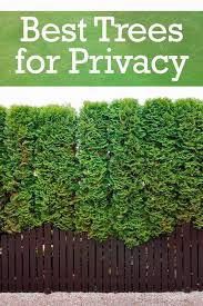 Below you will find 10 options to choose from and don't worry, we understand not everyone has a green thumb. The Top 10 Trees For Backyard Privacy Backyard Plants Privacy Trees Backyard Privacy Landscaping