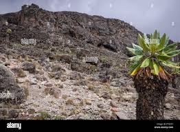 Image result for Disperis dicerochila